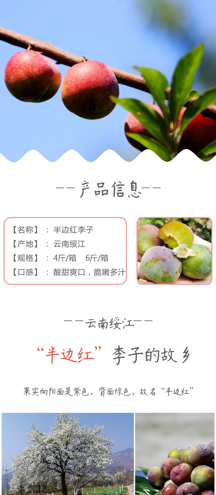 寻源坊云南昭通绥江半边红李子离核甜脆直发包邮