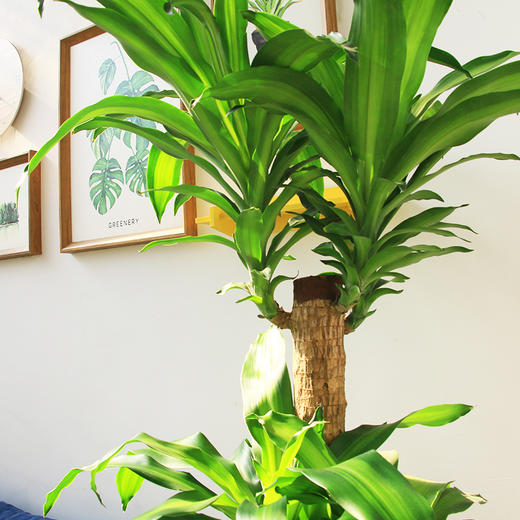 巴西木盆栽-室内净化空气大型绿植盆栽客厅四季常青办公室送乔迁开张开业（总高约1米6） 商品图2