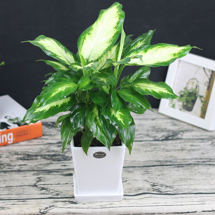 银皇后黄金万年青吸甲醛绿植盆栽室内办公室盆景观叶植物2盆起送