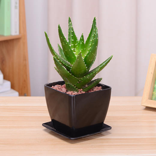 芦荟盆栽办公桌室内桌面植物吸甲醛精华空气防辐射盆子随机