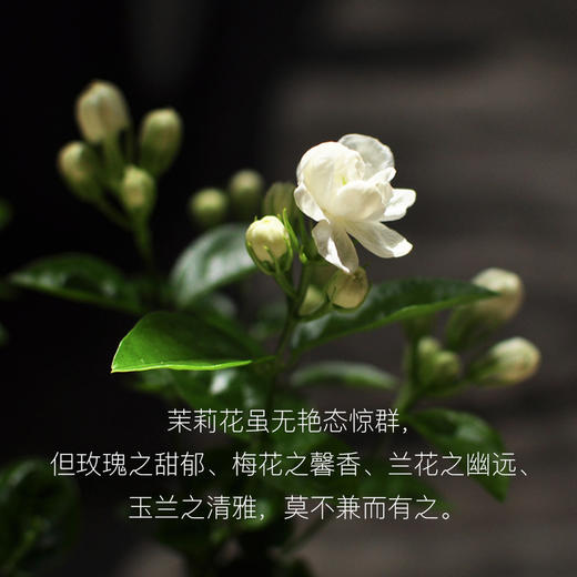 茉莉花盆栽植物-室内净化空气四季开花不断芳香（暂未开花 带花苞 盆子随机） 商品图1