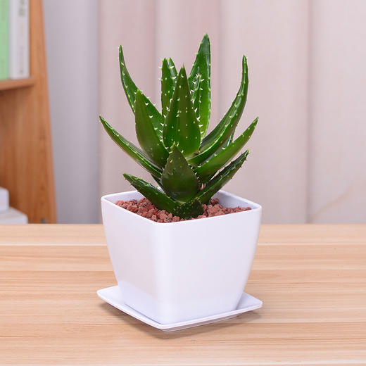 芦荟盆栽办公桌室内桌面植物吸甲醛精华空气防辐射盆子随机