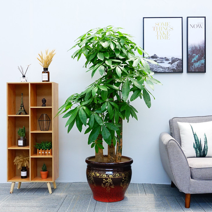 快速送达步步高三杆发财树绿植盆栽高约1米6送开业开张乔迁之喜祝贺