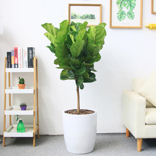 琴叶榕绿植盆栽-客厅大型绿植室内网红植物棒棒糖型（盆子随机） 商品图3