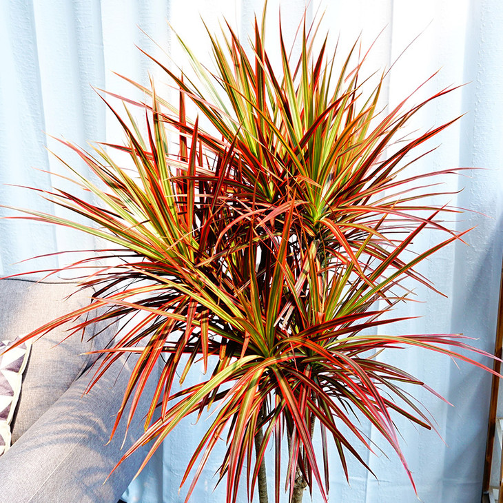 千年木七彩铁盆栽大型客厅装饰绿植彩叶植物