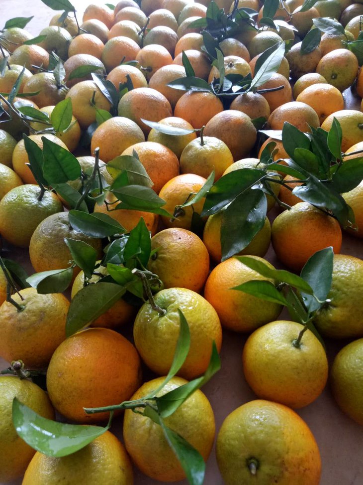 桂林夏橙3斤尝鲜价