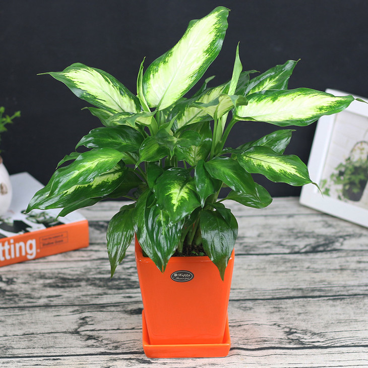 银皇后黄金万年青吸甲醛绿植盆栽室内办公室盆景观叶植物2盆起送