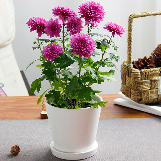 女王菊花盆栽雏多头菊带花绿植花卉盆子随机