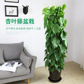 青苹果杏叶藤盆栽-1盆办公室室内耐阴爬藤新房净化空气去甲醛植物心叶藤大绿植