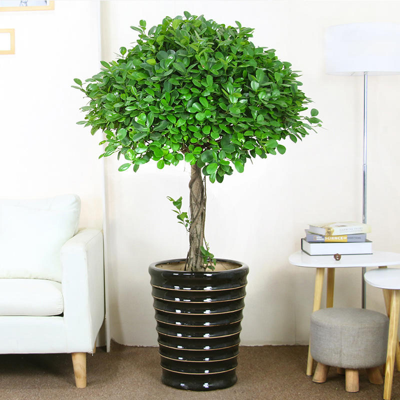 榕树盆景盆栽室内大摇钱树金钱榕包邮圆叶植物花卉盆景