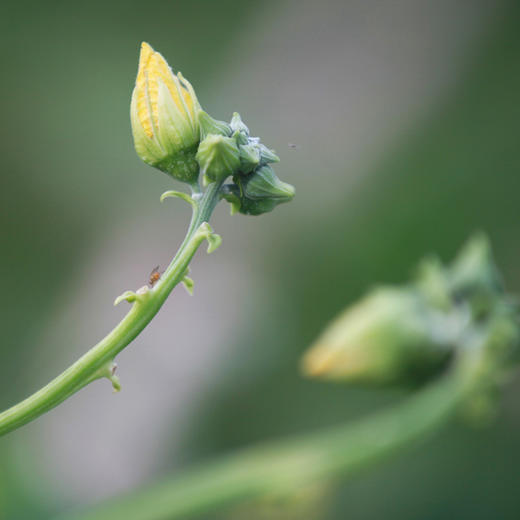 线丝瓜500g 商品图3