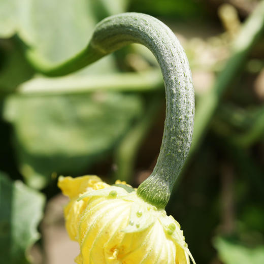 线丝瓜500g 商品图1