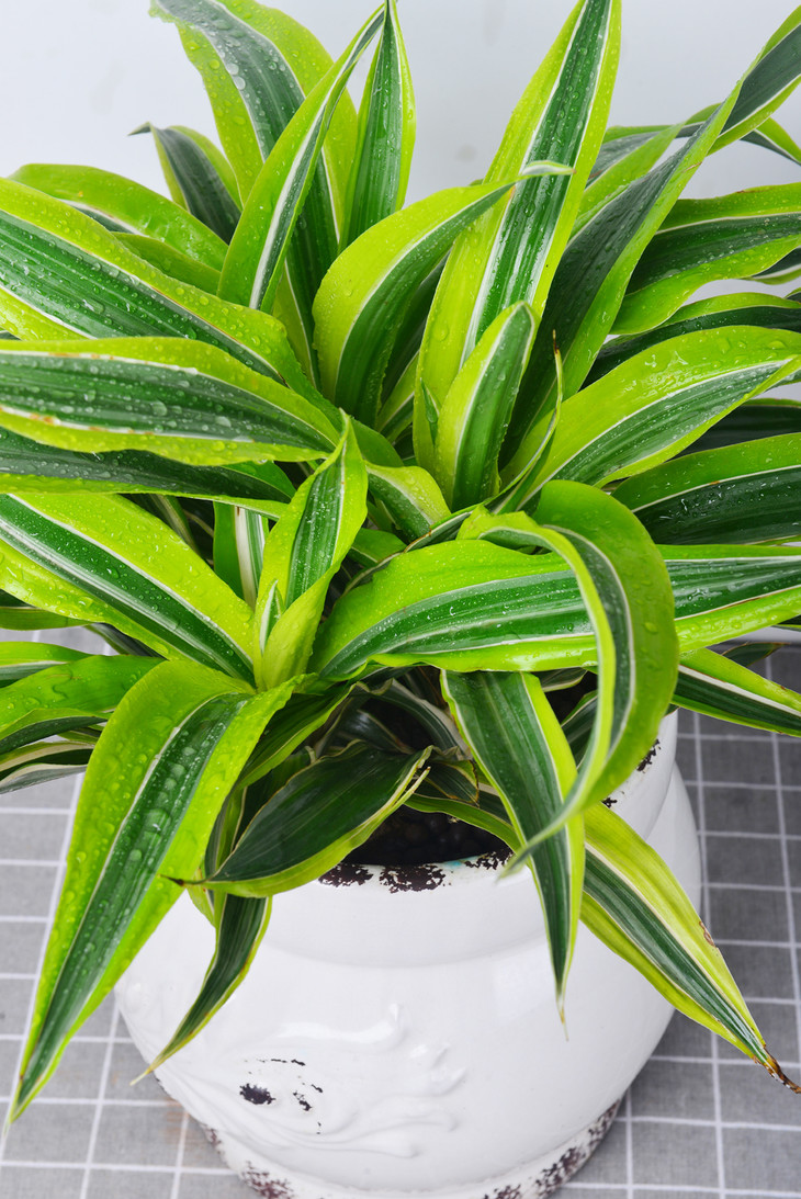 精品巴西美人 - 城市花香