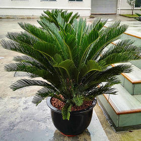 铁树盆栽-大型户外阳台庭院植物四季常青绿物吸甲醛净化空气