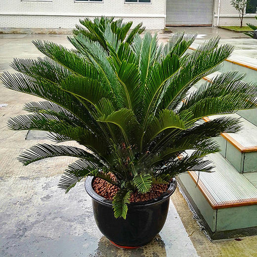 铁树盆栽-大型户外阳台庭院植物四季常青绿物吸甲醛净化空气 商品图0