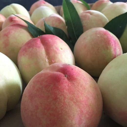 产地价格59元一箱美田和家直采嘉兴凤桥湖景水蜜桃12颗毛重约6斤鲜甜