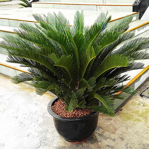 铁树盆栽-大型户外阳台庭院植物四季常青绿物吸甲醛净化空气 商品图1