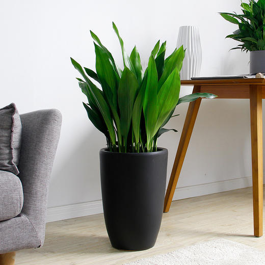 一叶兰盆栽室内办公室绿化植物新房吸甲醛净化空气绿植