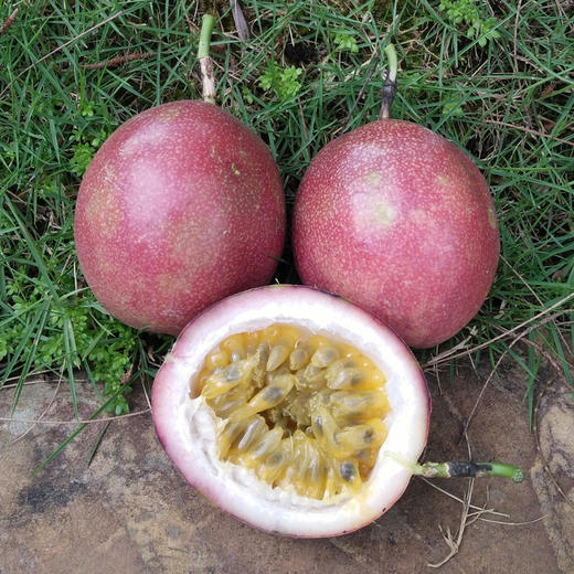 百香果 商品图0