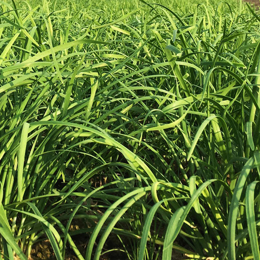 韭菜 300g 商品图2