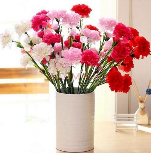 【团购聚划算】——单头康乃馨花团购