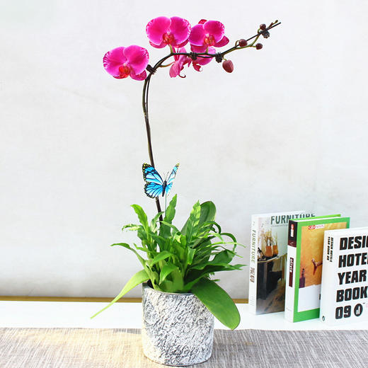 00 库存: 1997 件 商品已下架     /      支付: 微信支付银行卡支付