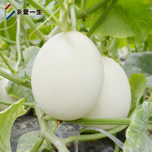 脆爽冰糖雪梨甜瓜,同是阎良瓜,不一样的口感,又脆又甜 净重5斤