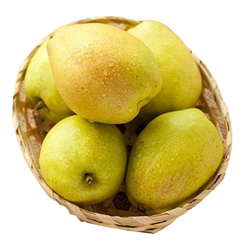 优质香梨