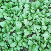 小油菜300g 商品缩略图4