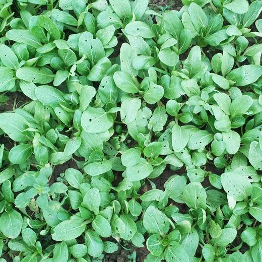 小油菜300g 商品图4