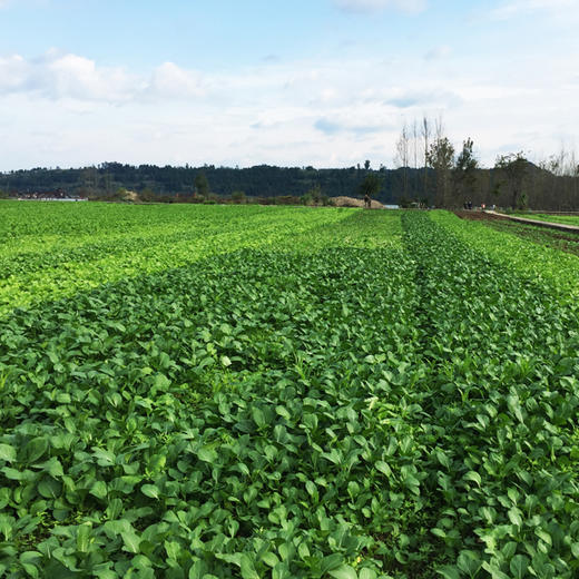 菜心300g 商品图3