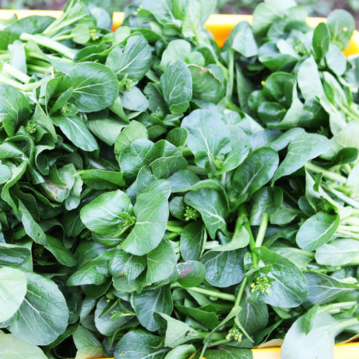 菜心300g 商品图1