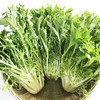 年卡-苦苣300g 商品缩略图0