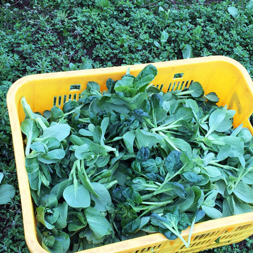 小油菜300g 商品图3