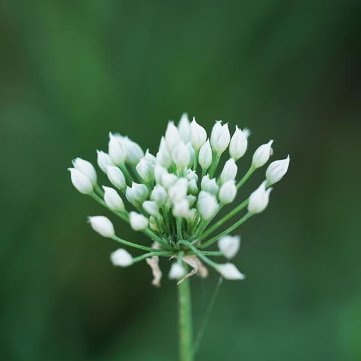 韭菜 300g 商品图4