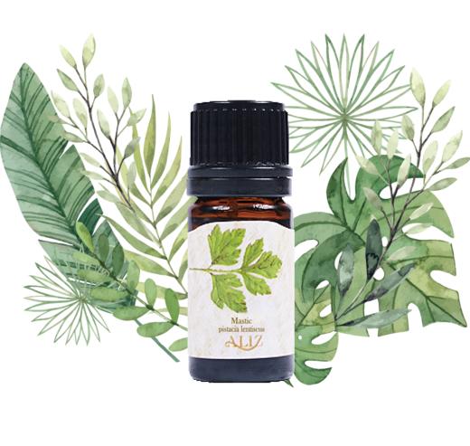 薄荷尤加利 eucalyptus dives