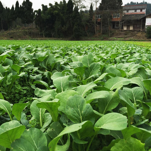 菜心300g 商品图2