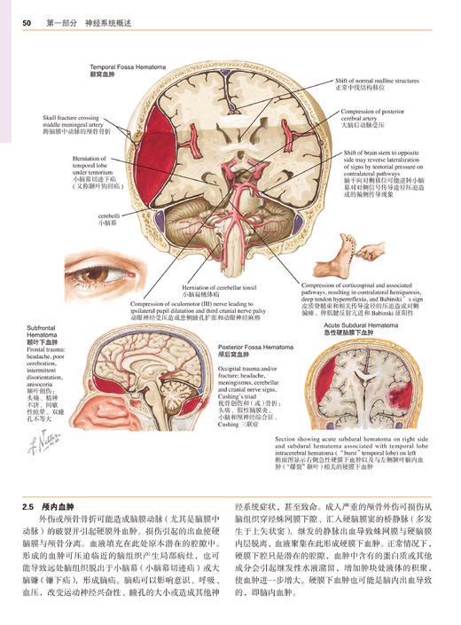 奈特神经科学彩色图谱(第3版)  李安然 主译 张卫光 主审 商品图6