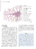 奈特神经科学彩色图谱(第3版)  李安然 主译 张卫光 主审 商品缩略图4