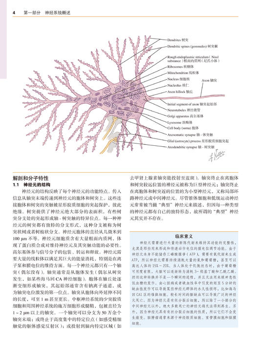 奈特神经科学彩色图谱(第3版)  李安然 主译 张卫光 主审 商品图4