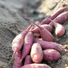 六鳌蜜薯 沙地红薯地瓜 5斤/箱 商品缩略图2
