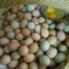 【新鲜】笨鸡蛋 柴鸡蛋 约500g/份 商品缩略图0