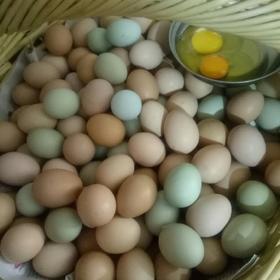 【新鲜】笨鸡蛋 柴鸡蛋 约500g/份