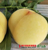 山东黄金水蜜桃 4.5斤 商品缩略图1