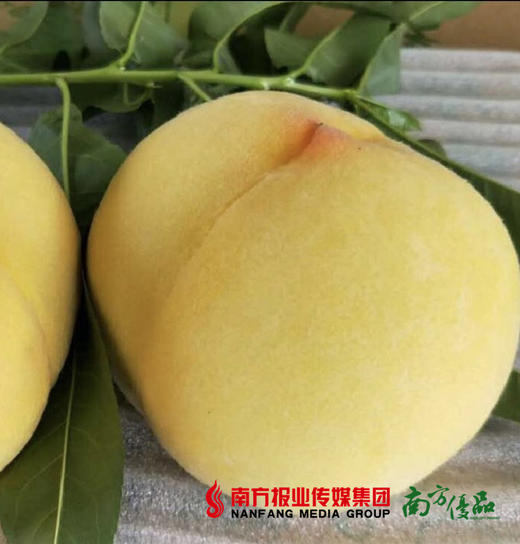 山东黄金水蜜桃 4.5斤 商品图1