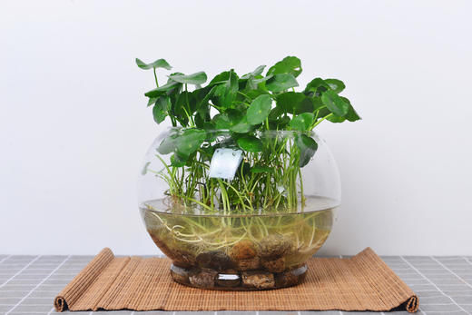 玻璃水培铜钱草