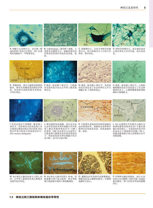 奈特神经科学彩色图谱(第3版)  李安然 主译 张卫光 主审 商品图5