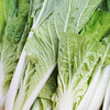 小白菜300g 商品缩略图1