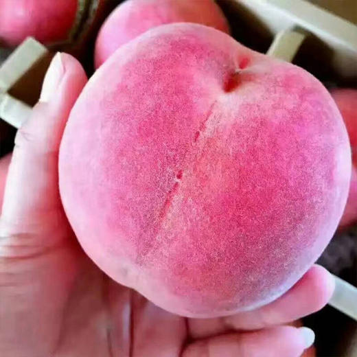 大红袍新鲜桃子