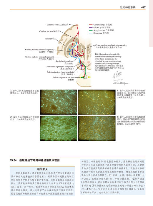 奈特神经科学彩色图谱(第3版)  李安然 主译 张卫光 主审 商品图9